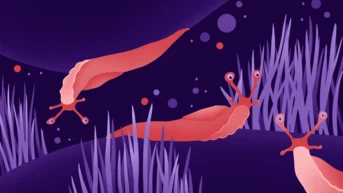 Three stylized slugs with vibrant colors are depicted against a dark purple background, surrounded by abstract shapes and grass-like elements. The slugs have prominent eyes and elongated bodies, creating a whimsical underwater scene.