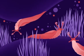 Three stylized slugs with vibrant colors are depicted against a dark purple background, surrounded by abstract shapes and grass-like elements. The slugs have prominent eyes and elongated bodies, creating a whimsical underwater scene.
